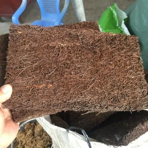 Miếng dớn bảng khô nguyên khối sẵn sàng cho việc ghép lan