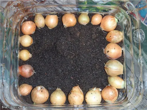 Đổ đất và xếp củ hành xen kẽ từng tầng từ dưới đáy lên đến miệng chai