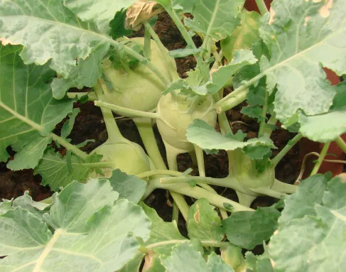 50 ngày kể từ khi gieo hạt, củ su hào đã có kích thước đáng kể