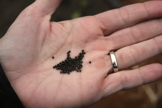 Hạt giống su su chuẩn bị cho cách trồng su su tại nhà