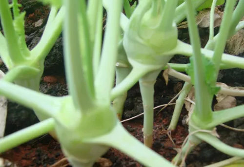 Phần thân su hào bắt đầu phình to ra, cần được chăm sóc cẩn thận