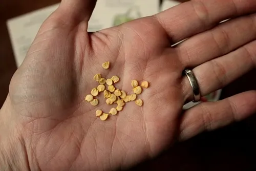 Cảnh làm đất và bón phân lót chuẩn bị cho việc trồng ớt Peter