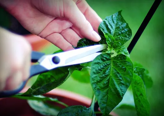 Một bụi ớt Peter được trồng trong không gian đủ rộng, cây phát triển tán tốt