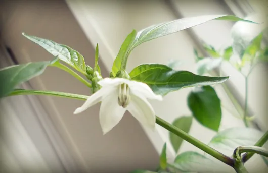 Ớt Peter đang ra hoa, báo hiệu sắp bước vào giai đoạn đậu quả