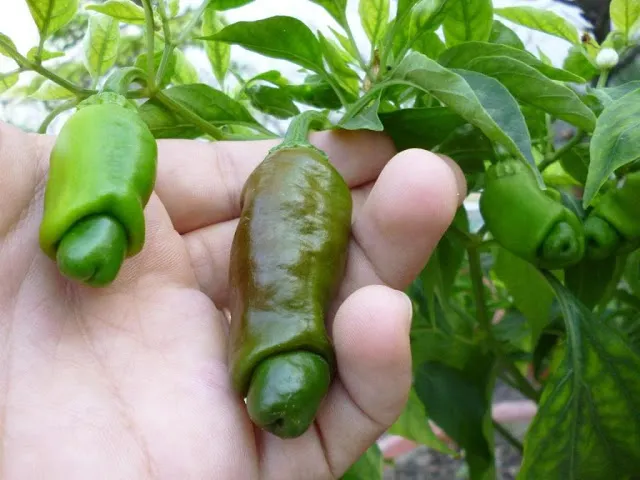 Một cây ớt Peter được chăm sóc cẩn thận, cho thấy sự thông thoáng ở gốc cây