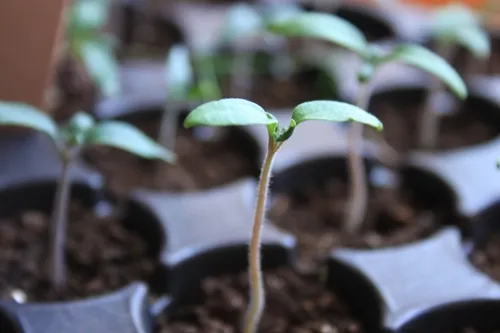 Các cây ớt Peter con khỏe mạnh đang được làm quen với ánh sáng mặt trời