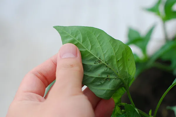 Những quả ớt Peter chín vàng và đỏ trên cây