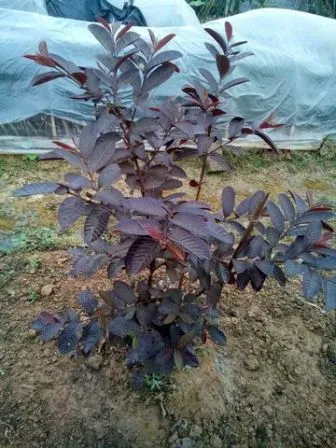 Hình ảnh minh họa một cây ổi sim trưởng thành đã được bón phân và chăm sóc kỹ lưỡng