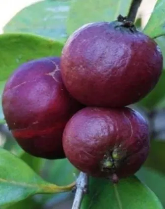 Mô tả cây ổi sim (ổi tím) với lá và quả non màu tím biếc