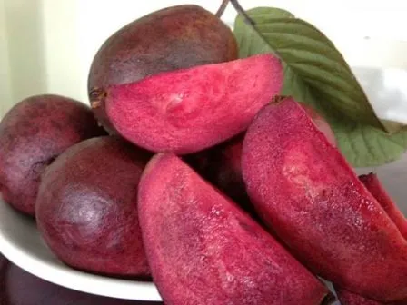 Hình ảnh những quả ổi sim (ổi tím) đã thu hoạch, sẵn sàng cho việc tiêu thụ