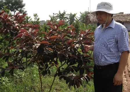 Kỹ thuật làm cỏ và vun gốc cho cây ổi sim tại vườn