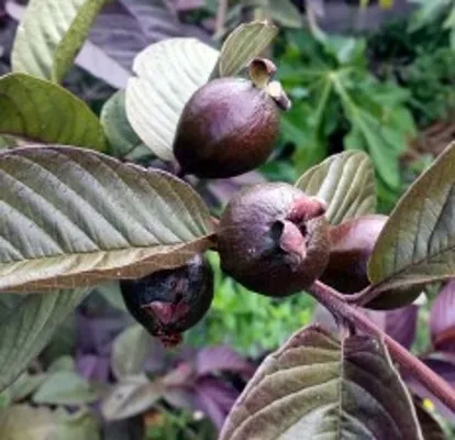 Hình ảnh một cây ổi sim (ổi tím) đang ra trái