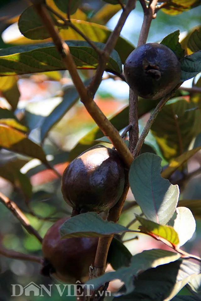 Kỹ thuật cắt tỉa cành cấp I và cấp II cho cây ổi sim để tạo tán