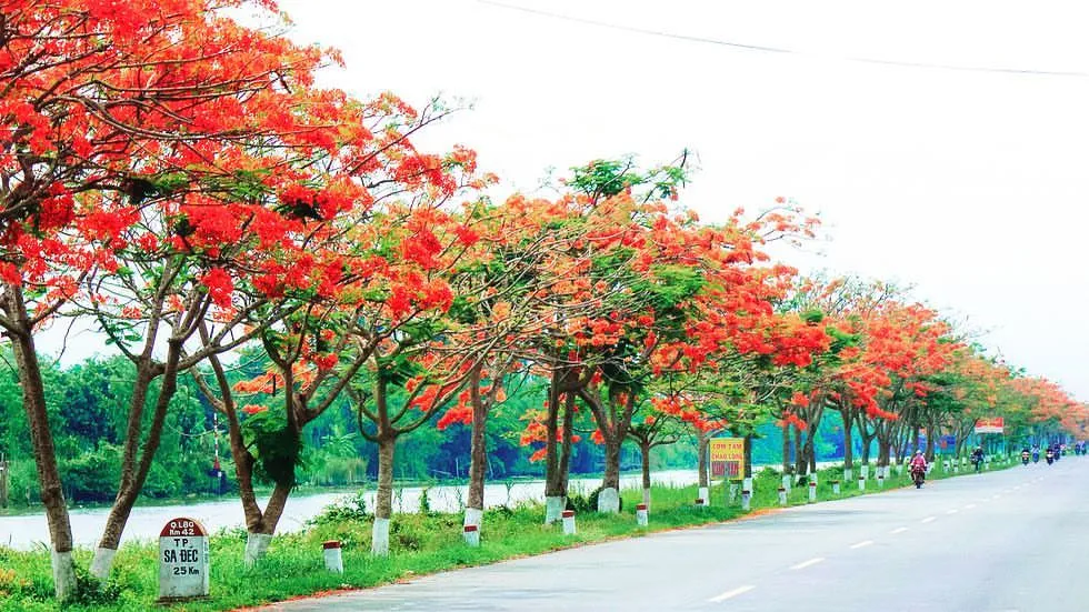 Hàng cây hoa phượng vĩ với tán lá xanh mướt và hoa đỏ rực rỡ