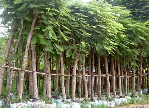 Cây hoa phượng vĩ đã trưởng thành với bộ rễ vững chắc và tán lớn