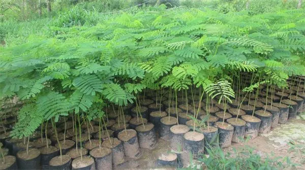 Cây hoa phượng con trong giai đoạn vườn ươm cần chăm sóc đặc biệt