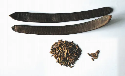 Hạt giống hoa phượng vĩ đã được xử lý chuẩn bị cho gieo ươm