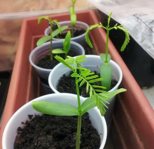 Cây hoa phượng non vừa nhú mầm được gieo cấy trong luống đất ẩm