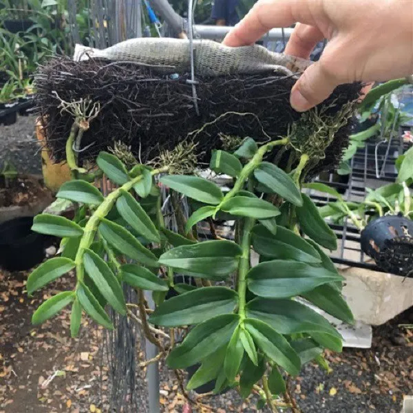 Cách chăm sóc lan long tu