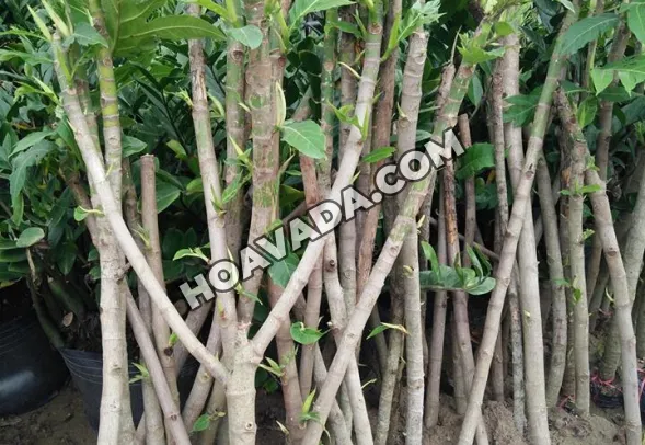 Các cây sake giống được trồng trong bầu sẵn sàng để bán hoặc đem trồng