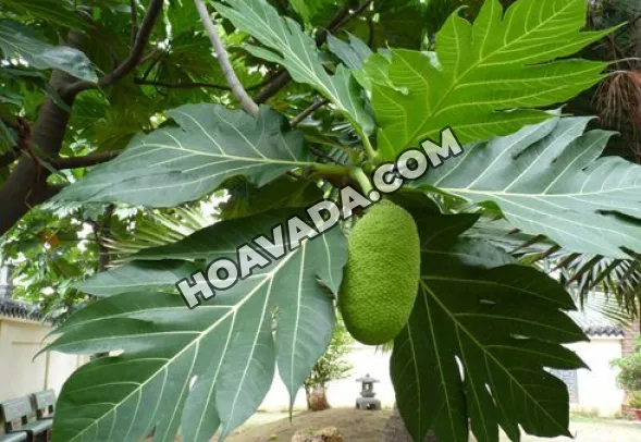 Tán cây sake xòe rộng lớn, tạo bóng mát cho cả một khu vực sân vườn