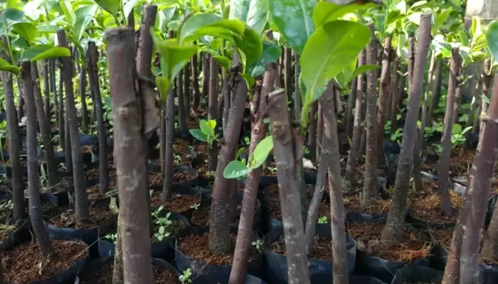 Các bước chuẩn bị đất trồng cây mãng cầu na trước khi vào vụ