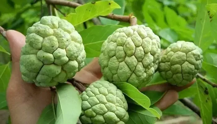 Hướng dẫn chi tiết cách chăm sóc cây mãng cầu na giai đoạn ra hoa kết trái