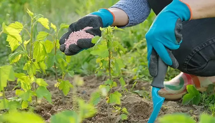 Tiêu chuẩn và liều lượng bón phân cho cây mãng cầu na theo từng giai đoạn