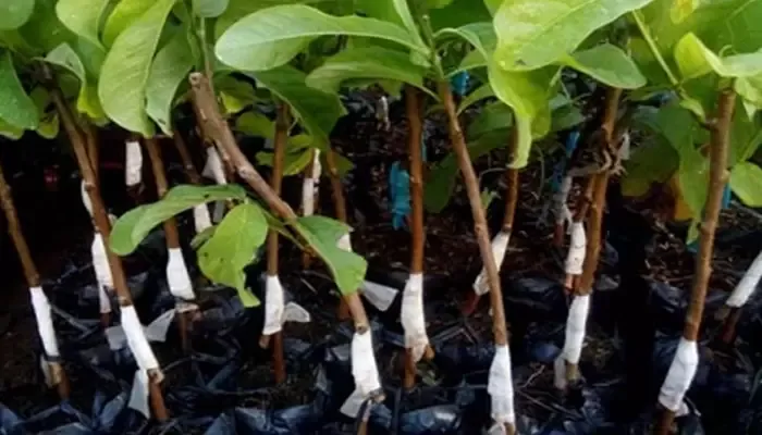 Áp dụng kỹ thuật trồng cây mãng cầu na cơ bản tại vườn