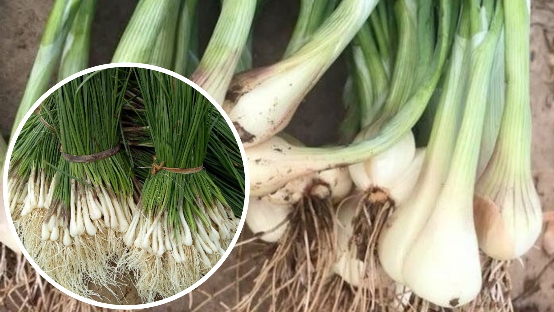 Cách Trồng Kiệu Năng Suất Cao: Kỹ Thuật Thâm Canh Đạt 35-40 Tấn/Ha