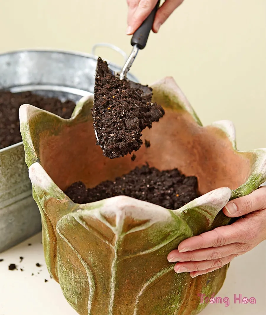 Cho hỗn hợp đất trồng đã làm ẩm vào chậu, lấp đầy một nửa