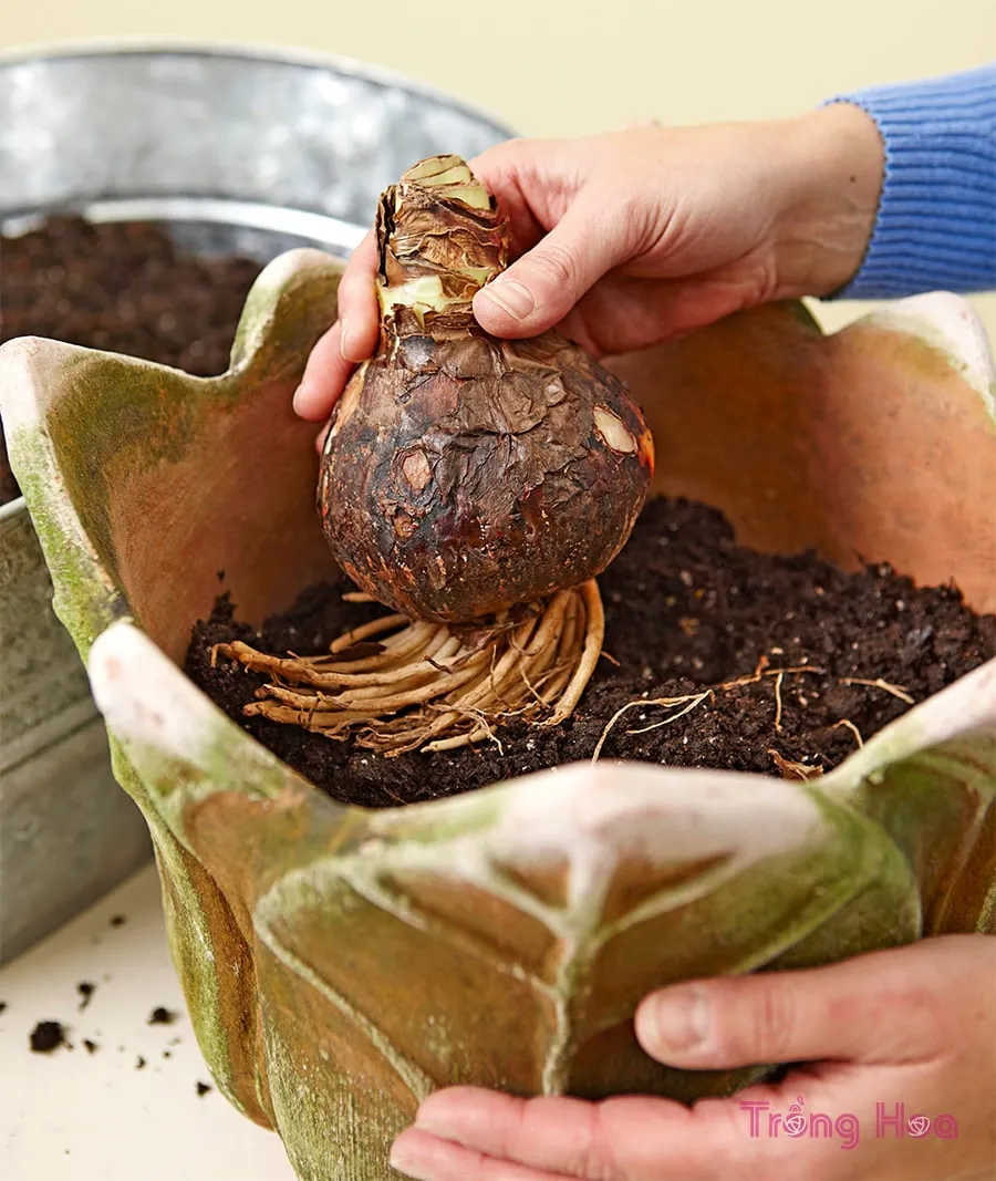 Đặt củ giống hoa loa kèn vào giữa chậu, rễ hướng xuống