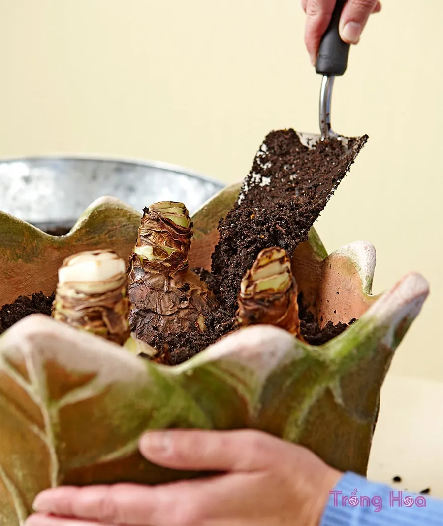 Thêm đất xung quanh củ, để lộ một phần ba phía trên củ hoa loa kèn