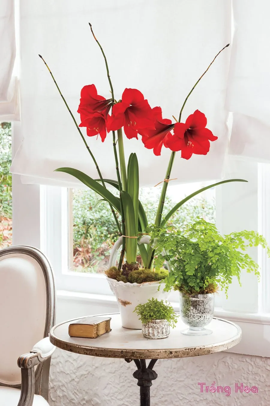 Tưới nước nhẹ nhàng cho chậu hoa loa kèn đỏ sau khi trồng xong