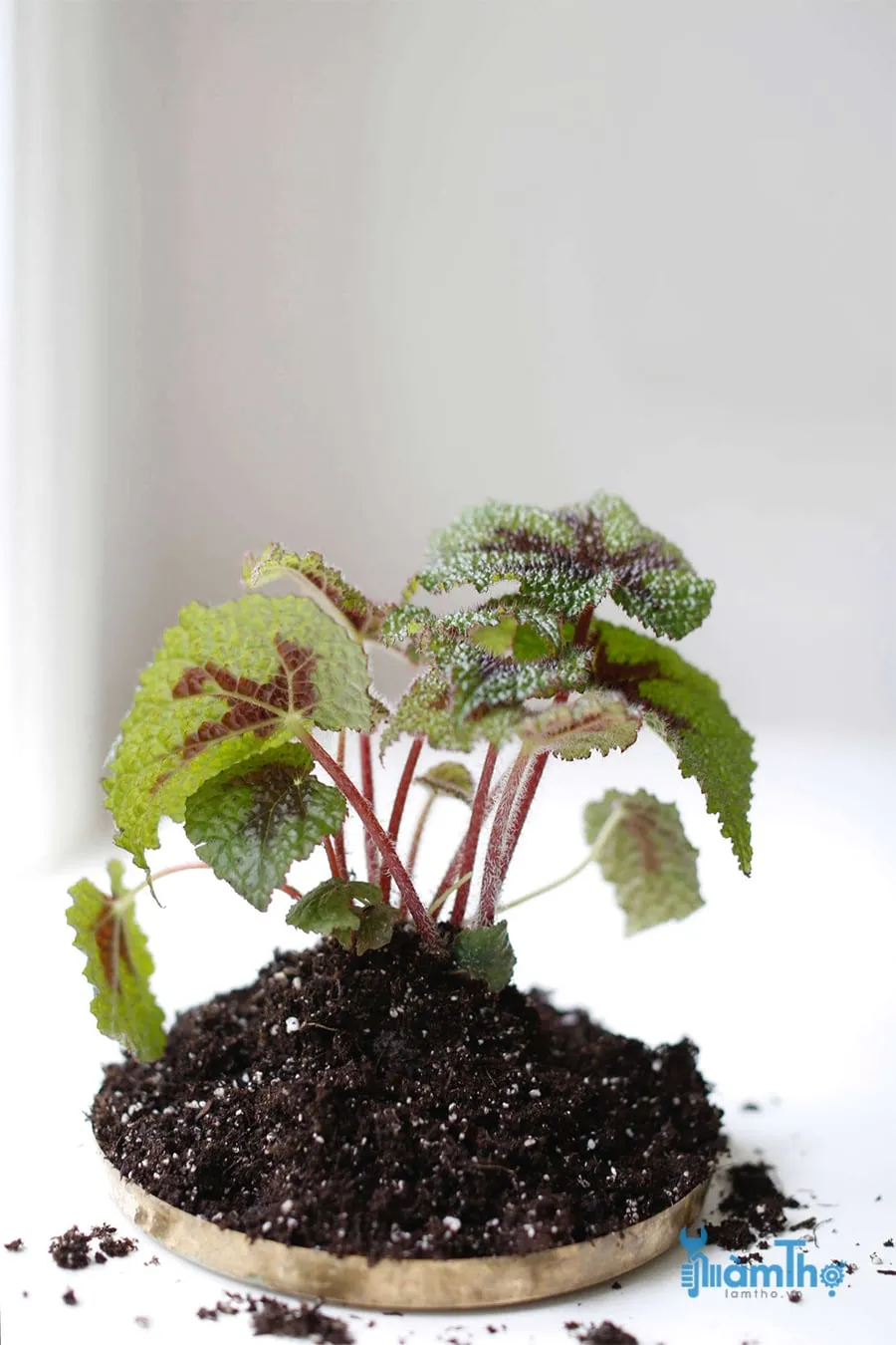 Thu hải đường lá lông ưa đất nhẹ, giàu dinh dưỡng và thoát nước tốt