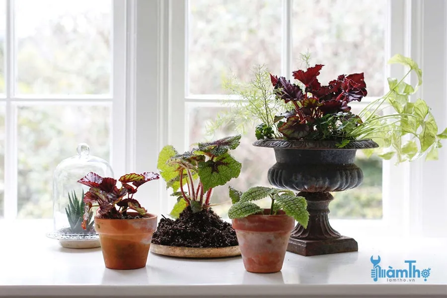 Cây thu hải đường lá lông trồng trong nhà giúp tô điểm không gian sống