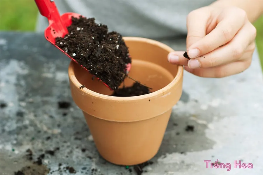 Làm đầy chậu với hỗn hợp đất tơi xốp đã được xử lý