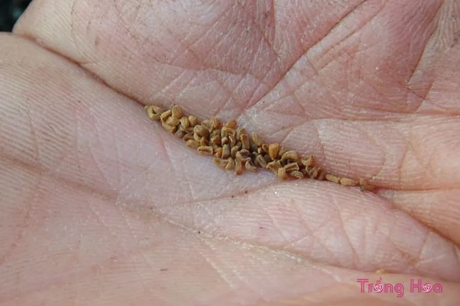 Rắc hạt đỗ xanh đã ngâm ủ nhẹ nhàng lên bề mặt đất