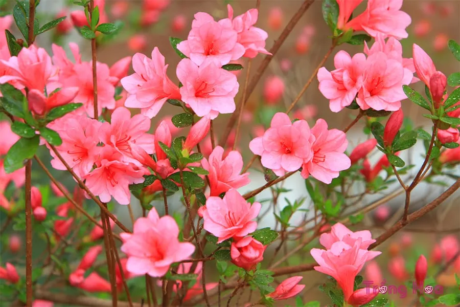 Bảo vệ chậu gieo hạt đỗ xanh trong môi trường có độ ẩm và nhiệt độ ổn định