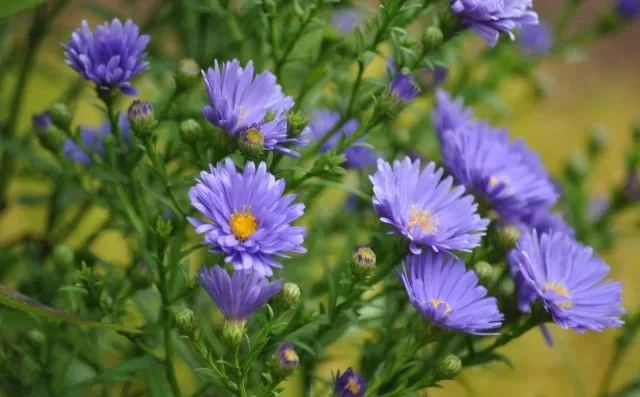 Kỹ thuật cắt tỉa cành và bấm ngọn để kích thích cây ra nhiều hoa thạch thảo tím