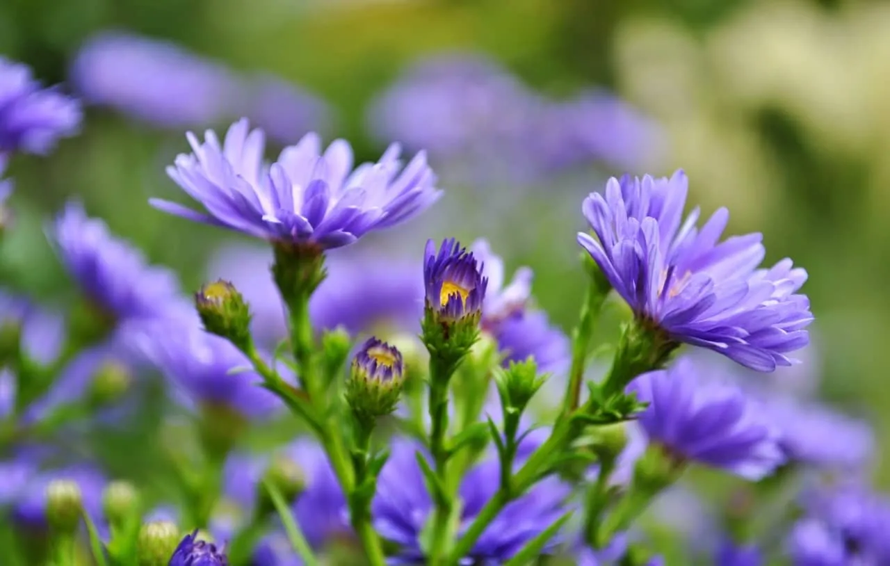 Bón phân hữu cơ và tưới nước sau bón để cây cúc thạch thảo hấp thu dinh dưỡng