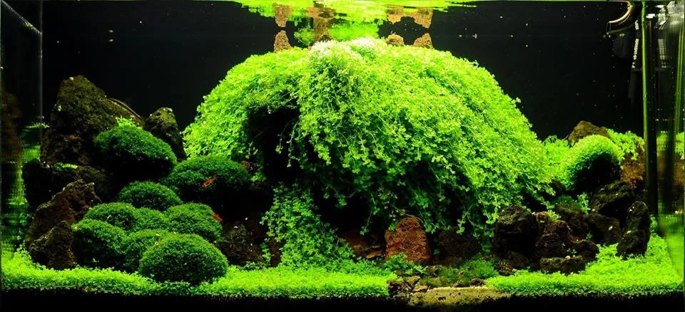 Kỹ thuật trồng cây trân châu ngọc trai bằng nhíp chuyên dụng