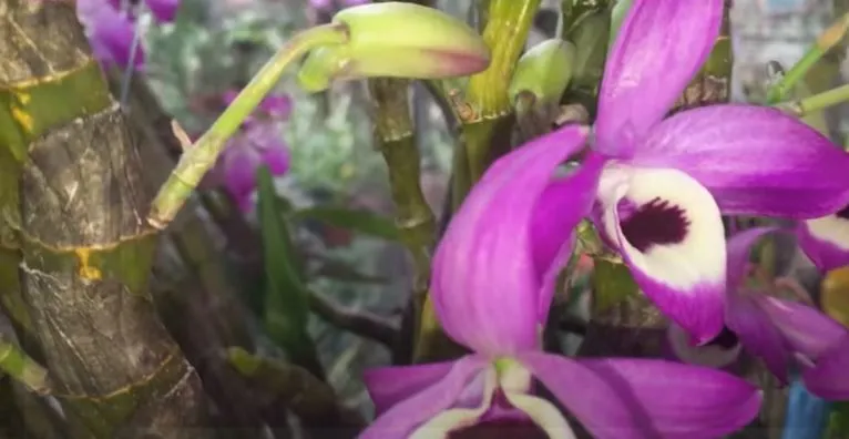 Hoa lan đùi gà tròn với màu tím hồng rực rỡ