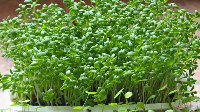 Rau mầm súp lơ xanh với nhiều công dụng tốt cho sức khỏe