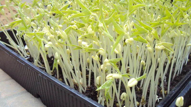 Rau mầm giá đỗ phổ biến