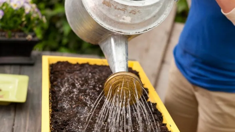 Tưới nước để cây sinh trưởng và phát triển