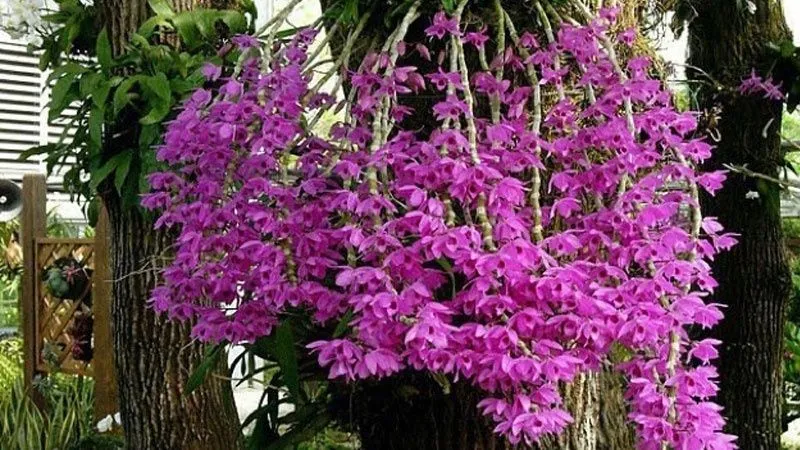 Các giống lan trầm rồng đỏ khác nhau với đa dạng về màu sắc và hình dáng hoa