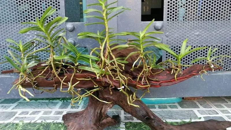 Lan trầm rồng đỏ được ghép cố định trên gỗ lũa để mô phỏng môi trường tự nhiên