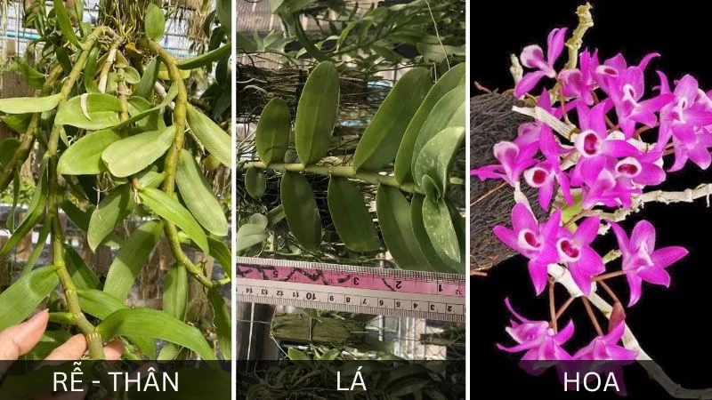 Lan trầm rồng đỏ trong điều kiện nhiệt độ và ánh sáng lý tưởng để phát triển