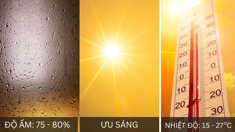 Quan sát độ ẩm giá thể và môi trường xung quanh lan trầm rồng đỏ